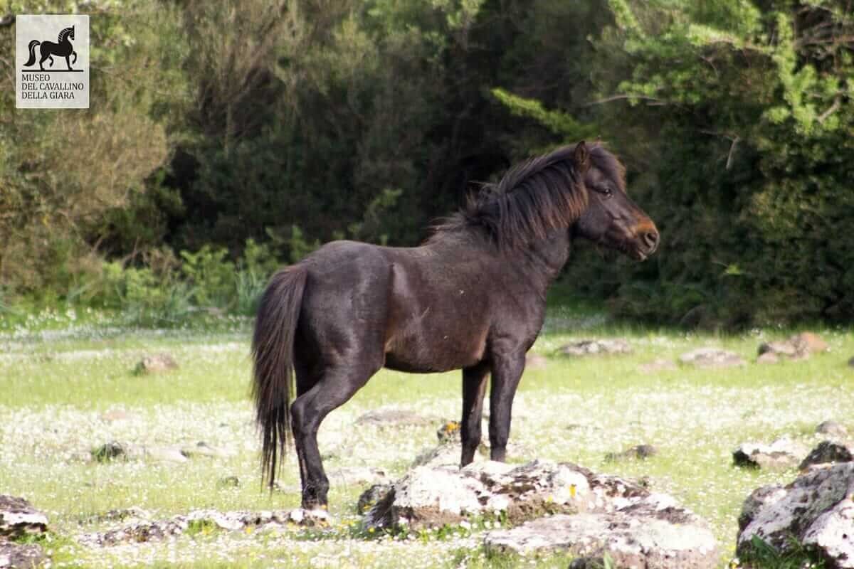 Museo del Cavallino della Giara - Genoni