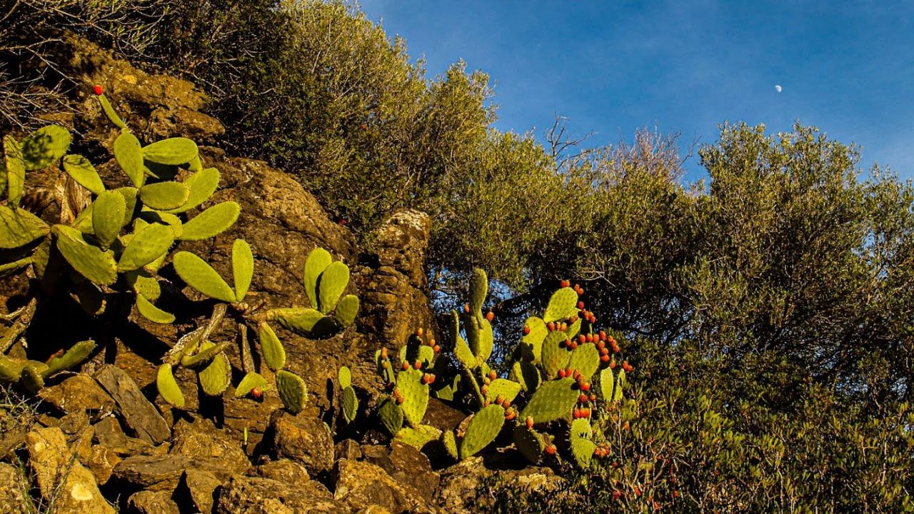 Nuraghe Niedda Puliga - Bari sardo