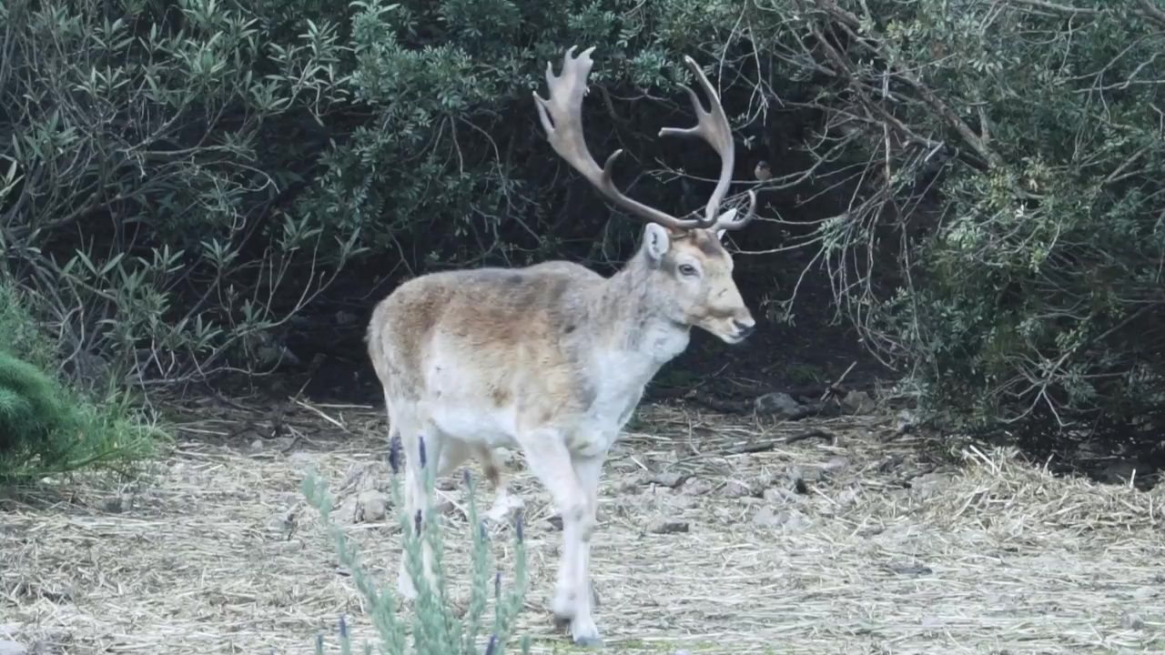 Parco di Monte Arcosu - Riserva WWF