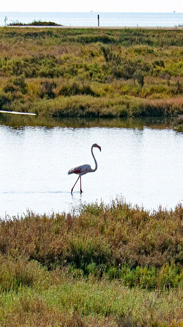 Laguna di Santa Gilla - Fenicottero