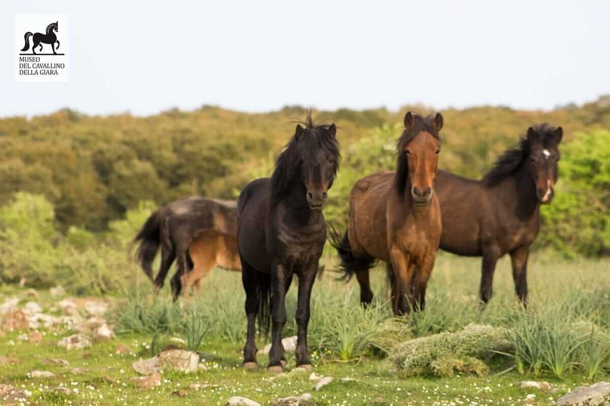 Museo del Cavallino della Giara - Genoni